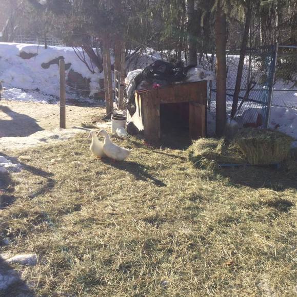 Meet your Posher, Rory - Picture 1 of 1